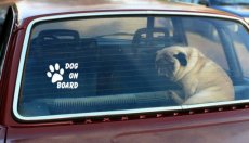 Dog on board Dog on board